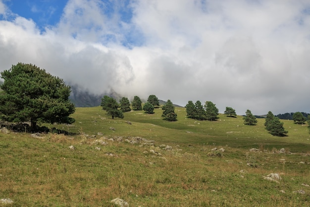 Nahaufnahme von Wald- und Bergszenen im Nationalpark Dombai, Kaukasus, Russland, Europa. Sommerlandschaft, Sonnenscheinwetter, dramatischer blauer Himmel und sonniger Tag