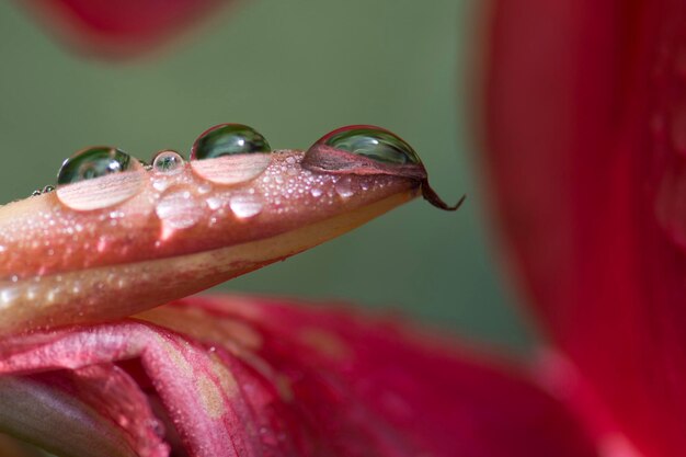 Foto nahaufnahme von wasser auf einer roten blume