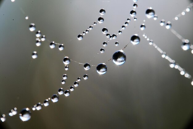 Foto nahaufnahme von wassertropfen auf blättern