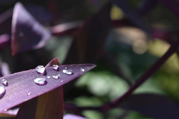 Foto nahaufnahme von wassertropfen auf blättern