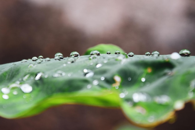 Nahaufnahme von Wassertropfen auf Blättern