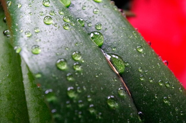 Foto nahaufnahme von wassertropfen auf blättern