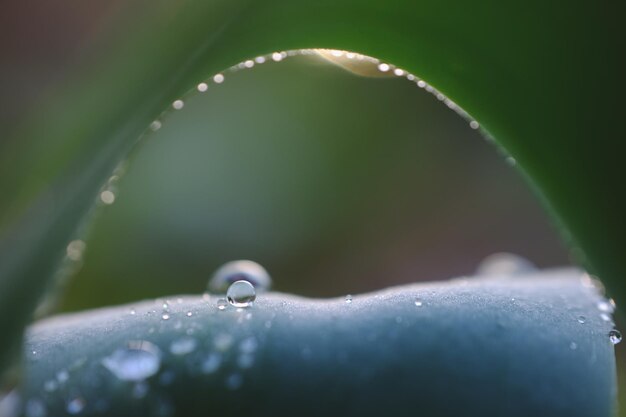 Foto nahaufnahme von wassertropfen auf blättern