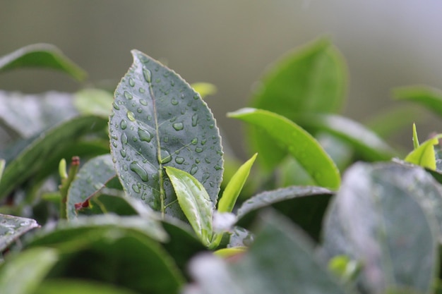Nahaufnahme von Wassertropfen auf Blättern