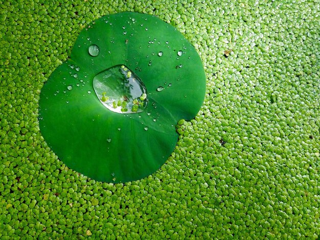 Foto nahaufnahme von wassertropfen auf blättern