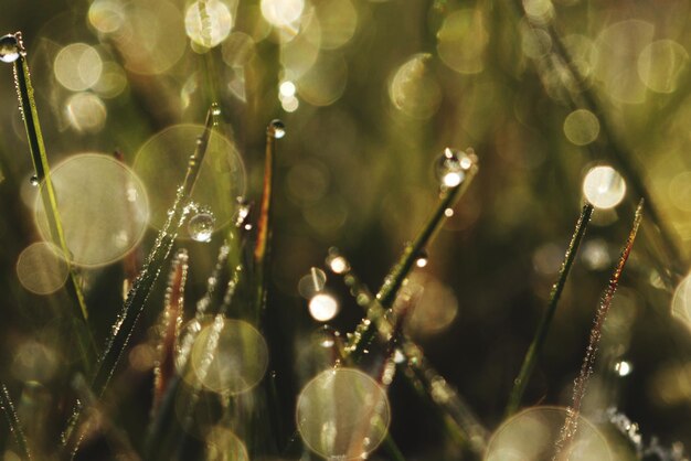 Foto nahaufnahme von wassertropfen auf dem gras an einem sonnigen tag