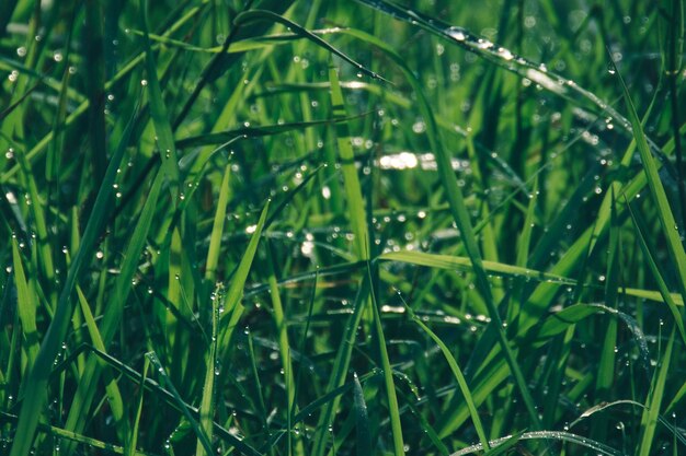 Foto nahaufnahme von wassertropfen auf dem gras im feld