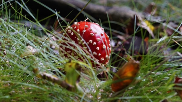 Nahaufnahme von Wassertropfen auf dem Gras