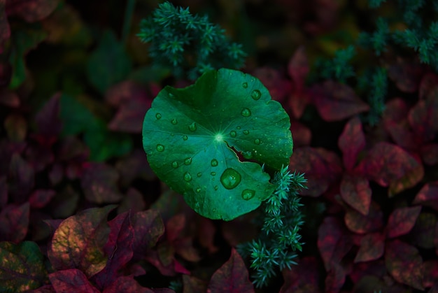 Nahaufnahme von Wassertropfen auf dem grünen Blatt des indischen Pennyworts