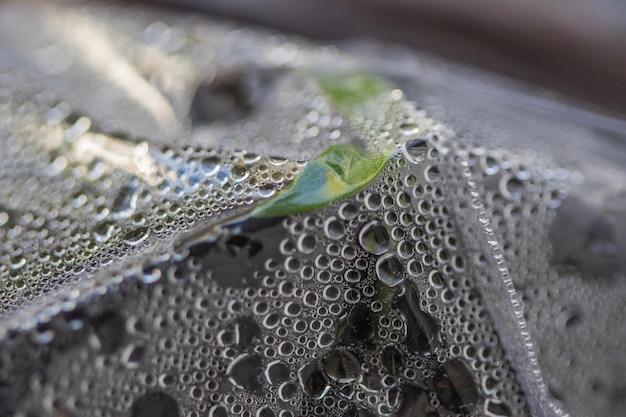 Foto nahaufnahme von wassertropfen auf der pflanze