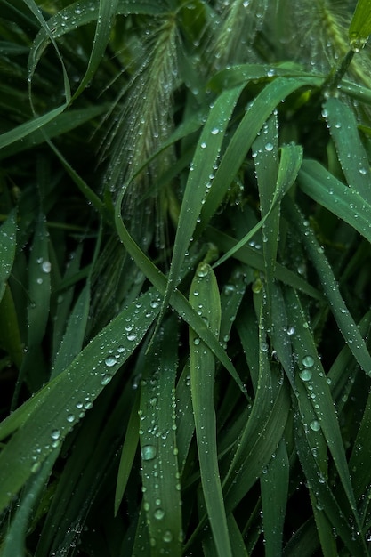 Nahaufnahme von Wassertropfen auf der Pflanze