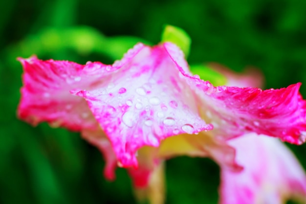 Nahaufnahme von Wassertropfen auf Dianthus Blütenblatt