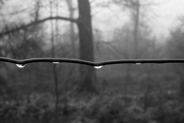 Foto nahaufnahme von wassertropfen auf einem baum