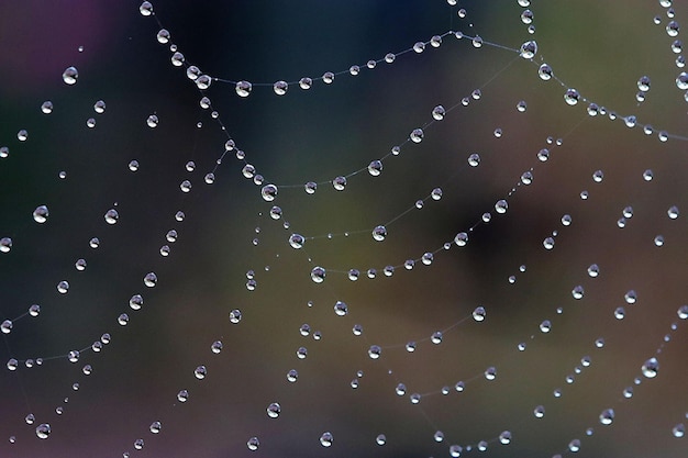 Foto nahaufnahme von wassertropfen auf einem spinnennetz