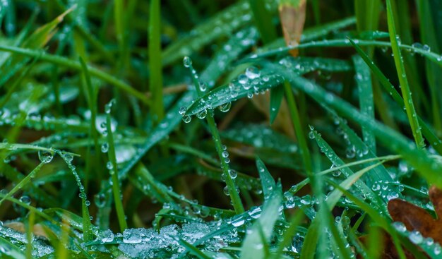 Nahaufnahme von Wassertropfen auf einem Spinnennetz