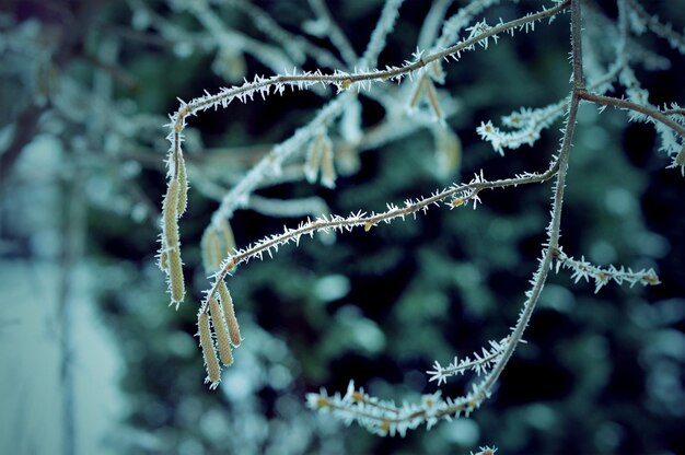 Foto nahaufnahme von wassertropfen auf einem spinnennetz