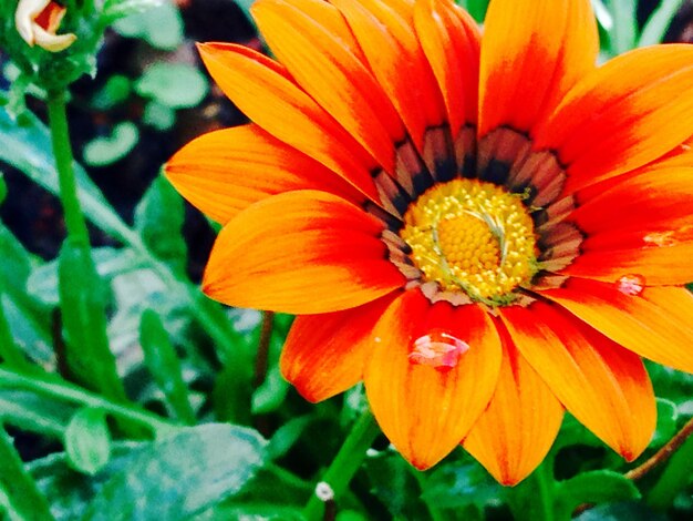 Nahaufnahme von Wassertropfen auf einer Blume in hohem Winkel