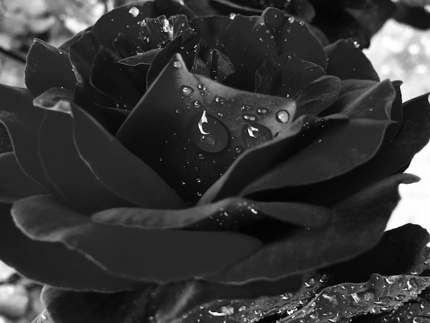 Foto nahaufnahme von wassertropfen auf einer blume