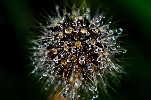 Foto nahaufnahme von wassertropfen auf einer blume