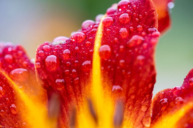 Foto nahaufnahme von wassertropfen auf einer roten blume