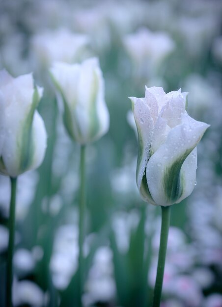 Foto nahaufnahme von wassertropfen auf einer weißen rosenblume