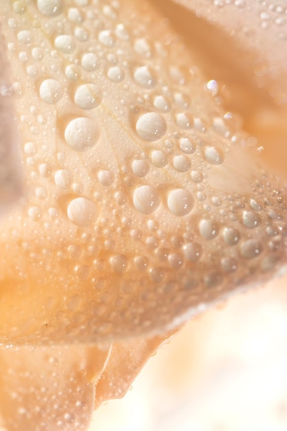Nahaufnahme von Wassertropfen auf Glas
