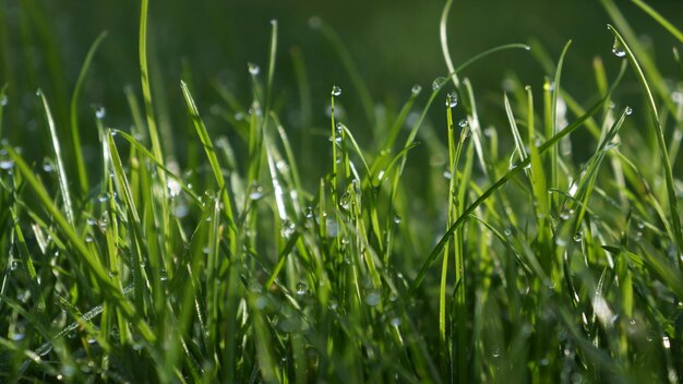 Foto nahaufnahme von wassertropfen auf gras