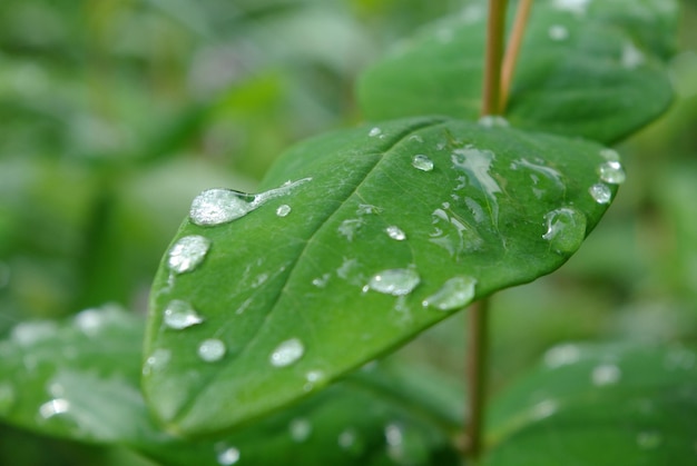 Nahaufnahme von Wassertropfen auf Pflanzen