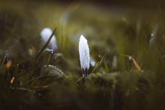 Foto nahaufnahme von wassertropfen auf pflanzen