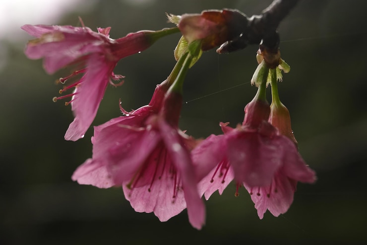 Foto nahaufnahme von wassertropfen auf rosa blumen