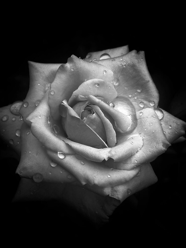 Foto nahaufnahme von wassertropfen auf rose über schwarzem hintergrund