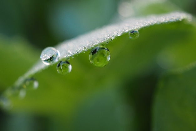 Nahaufnahme von Wassertropfen oder von Tau auf grünen Blättern von Kohl.