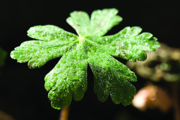 Foto nahaufnahme von wassertropfen