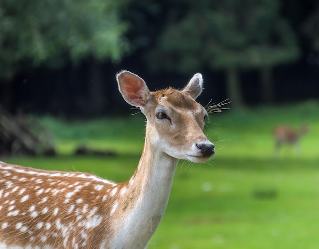 Nahaufnahme von weiblichen Hirschen auf dem Feld