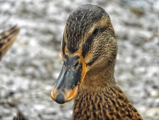 Foto nahaufnahme von weiblichen mallardenten