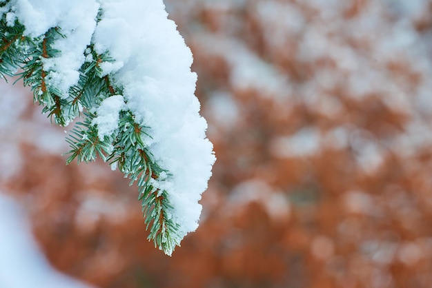 Nahaufnahme von weißem Schnee auf Tannenzweig draußen am Wintertag isoliert auf Bokeh-Hintergrund mit Kopierraum Makro von frostigen Fichten- oder Zedernzweigen bei Schneewetter Schneefall im Wald grüner Wald