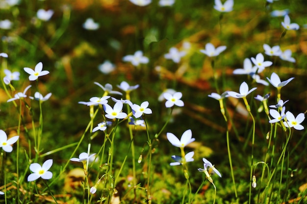 Nahaufnahme von weißen, blauen Blumen, die auf einem Feld blühen