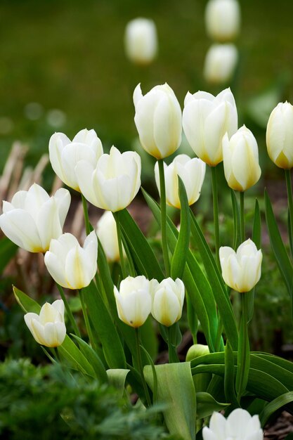 Nahaufnahme von weißen Blumen, die an einem sonnigen Tag in einem Garten blühen Zoom auf saisonale Blumen, die in einem ruhigen, ruhigen Wald mit Harmonie in der Natur wachsen Makrodetails von üppigen Tulpen in der Natur