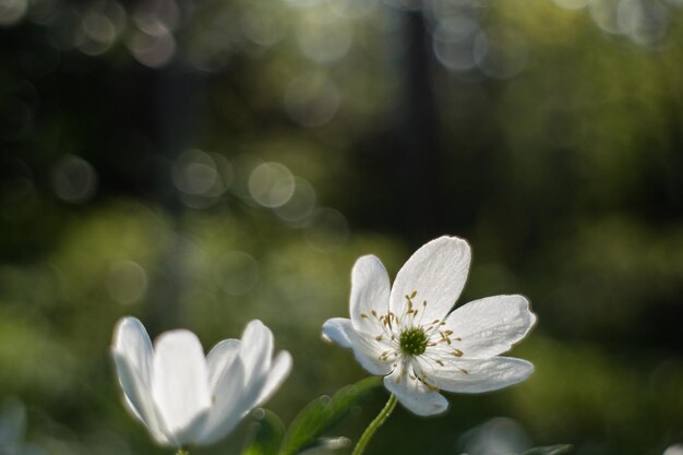 Foto nahaufnahme von weißen blumen, die im freien blühen