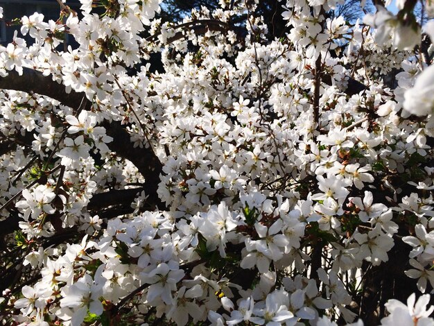 Nahaufnahme von weißen Blumen, die im Park blühen