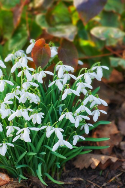 Nahaufnahme von weißen Blumen, die in einem ökologischen Garten wachsen