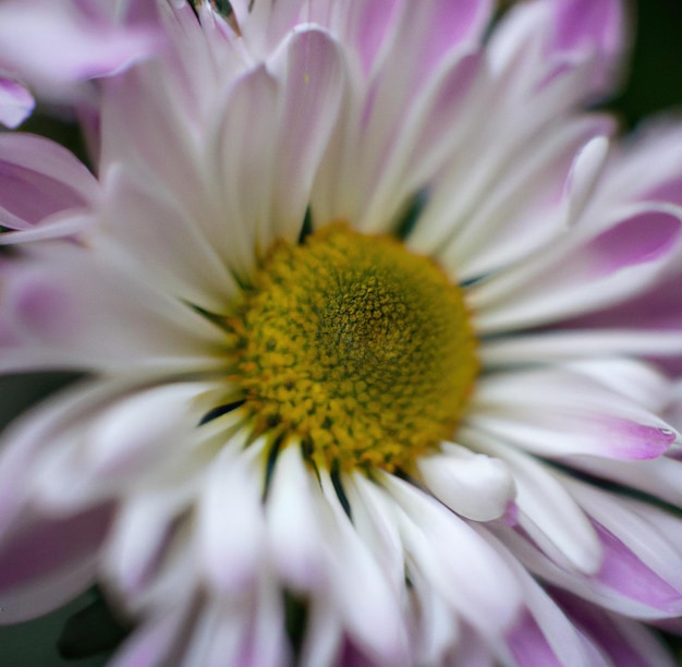 Nahaufnahme von weißen Chrysanthemen mit mehreren Blütenblättern auf schwarzem Hintergrund