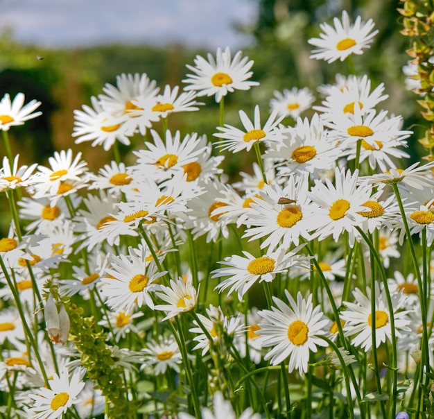 Nahaufnahme von weißen Gänseblümchen auf dem Feld draußen während eines Sommertages Vergrößert auf blühende Pflanzen, die im Frühling im Garten und Hinterhof wachsen Kleine schöne kleine elegante wilde Marguerite-Blume