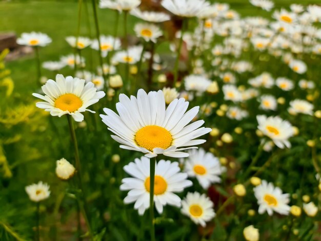 Nahaufnahme von weißen Gänseblümchen auf dem Feld.