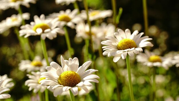 Nahaufnahme von weißen Gänseblümchen auf dem Feld