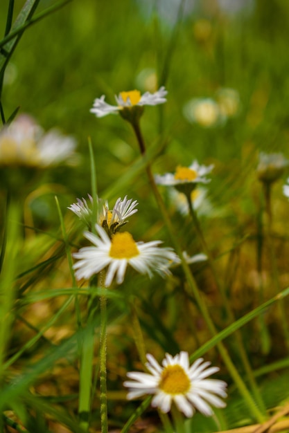 Foto nahaufnahme von weißen gänseblümchen auf dem feld