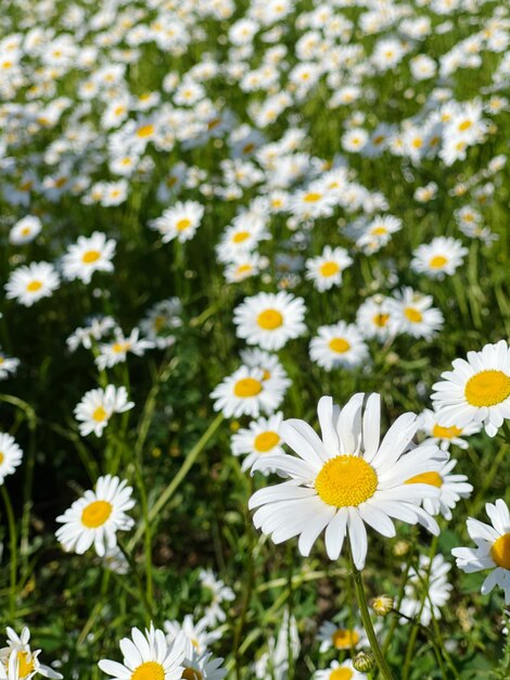 Foto nahaufnahme von weißen gänseblümchen auf dem feld