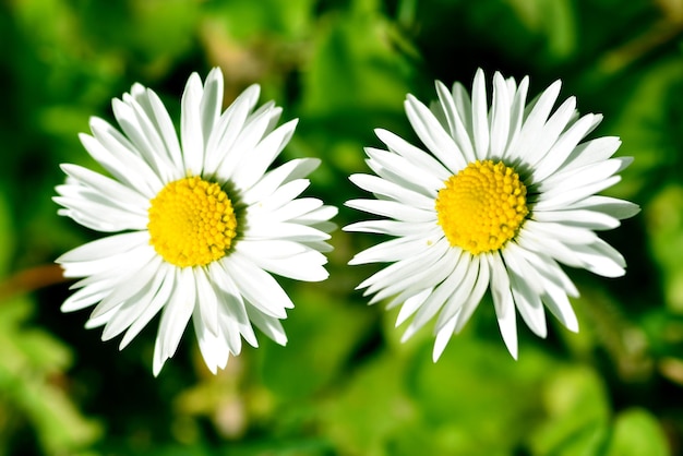 Foto nahaufnahme von weißen gänseblümchen in blüte