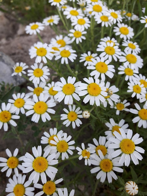 Foto nahaufnahme von weißen gänseblümchen