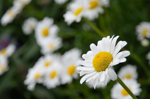 Foto nahaufnahme von weißen gänseblümchen